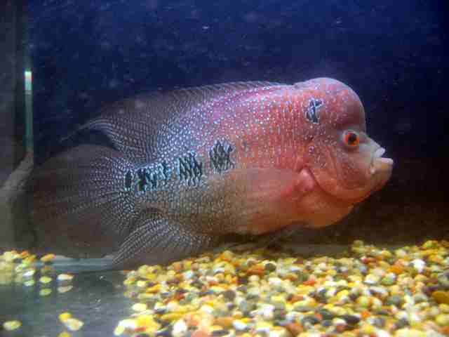 Flowerhorn - ZZ Malau Red Blue Monkeyface - 1-2 inch
